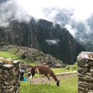 llama in machupicchu