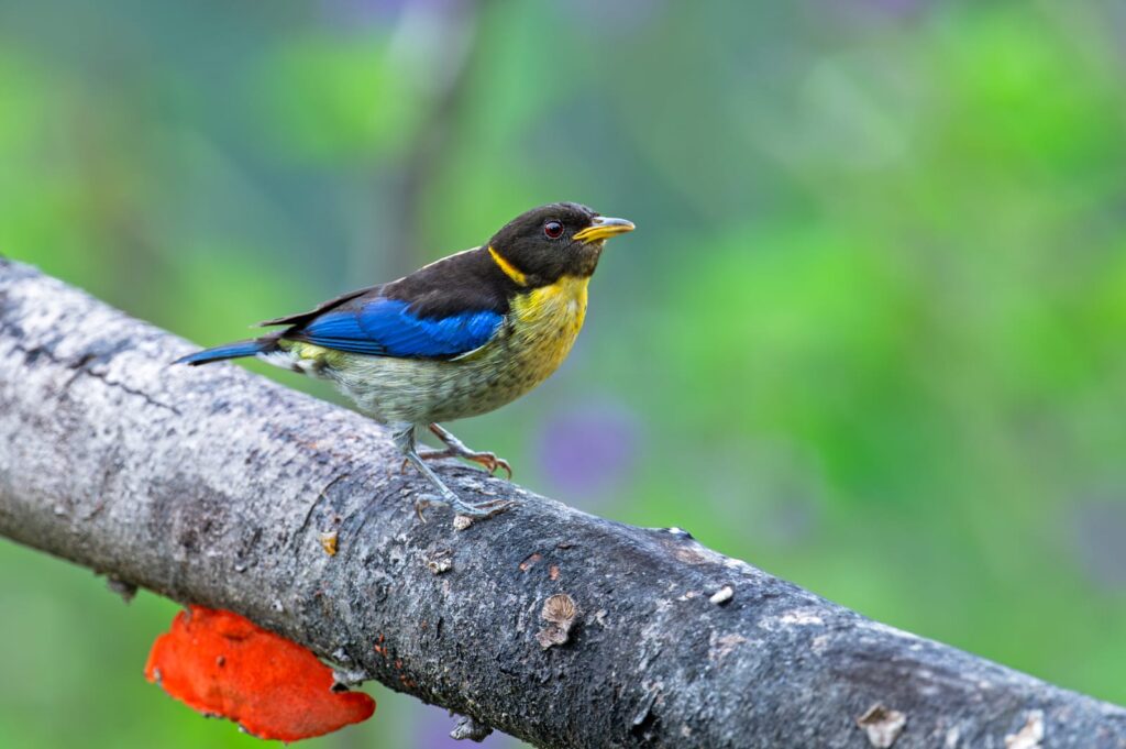 manu reserva nacional